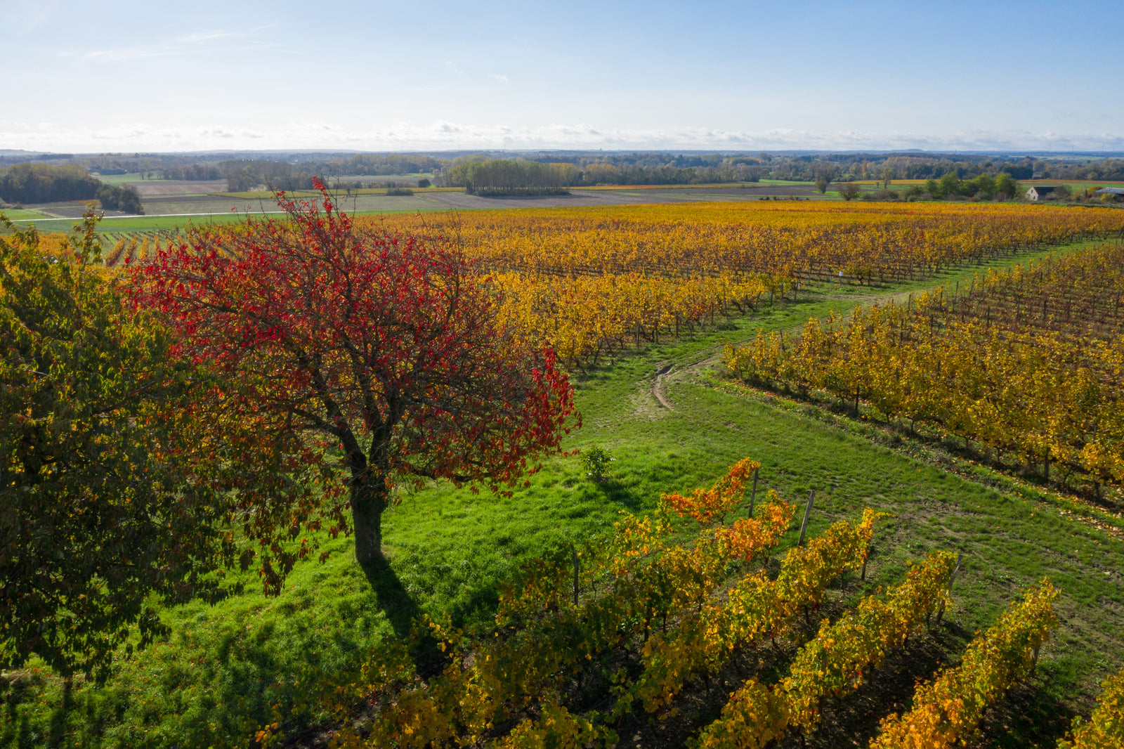 Parcelle Parcelle Grolleau Gris — Manoir de la Tête Rouge biodynamie Saumur