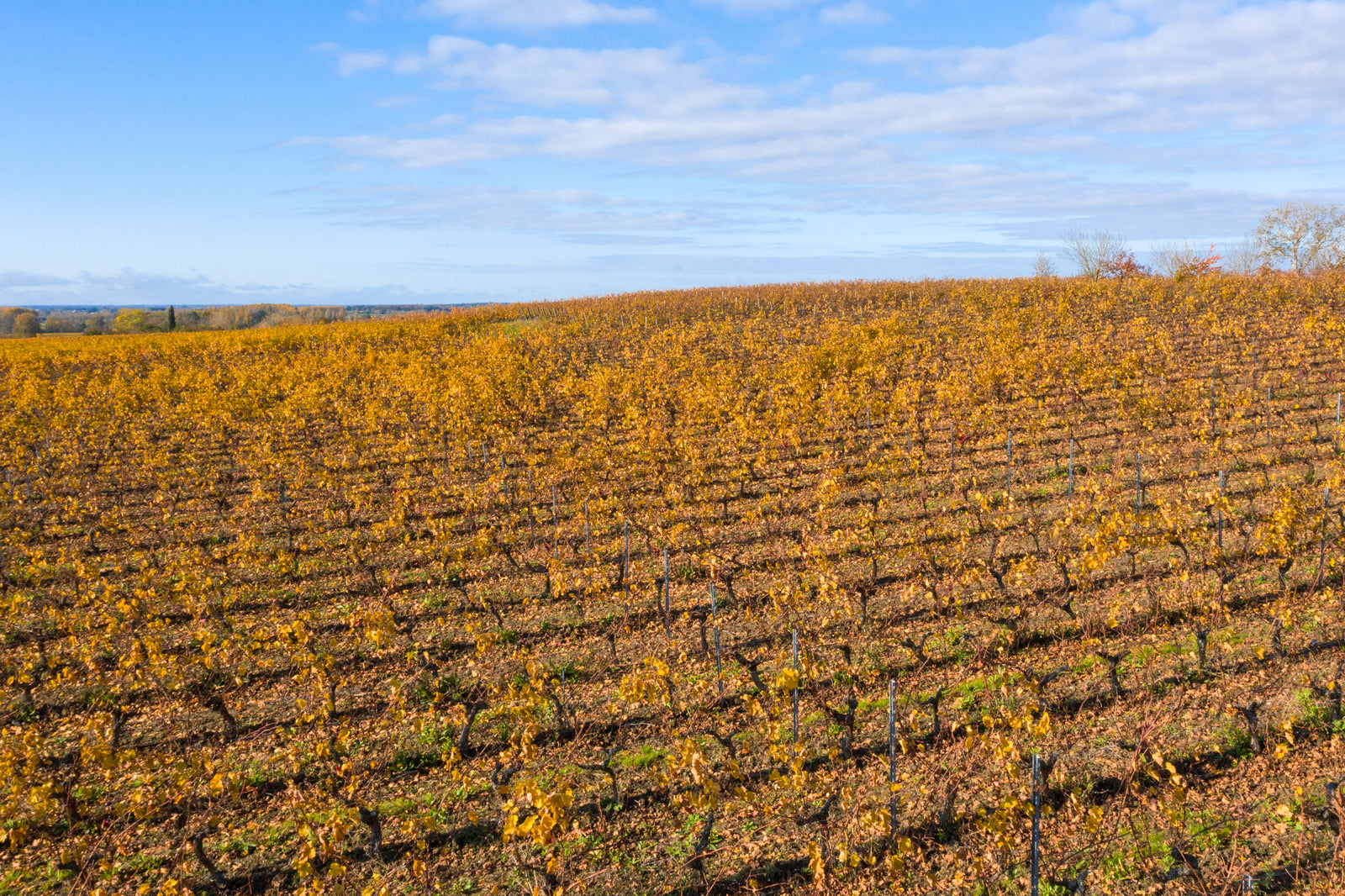 Parcelle Enchentoir — Manoir de la Tête Rouge biodynamie Saumur