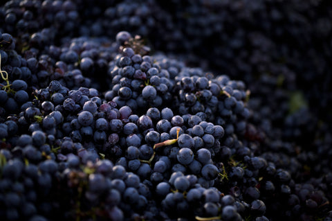 Vins rouges
