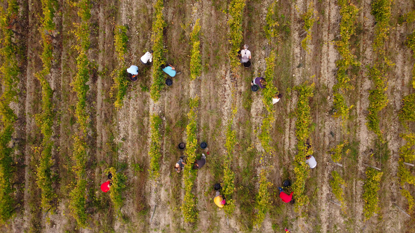 Au-delà du bio, une approche globale du sol, de la vigne, du ciel.