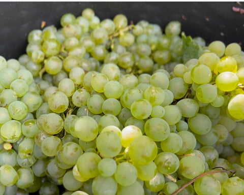 Vins blancs