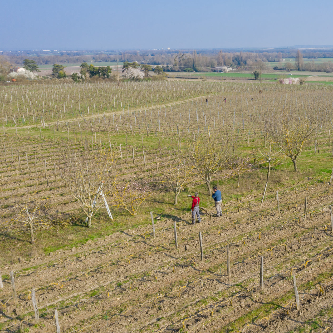 Vignes en biodynamie certifiée Biodyvin, vue drone — Manoir de la Tête Rouge Saumur