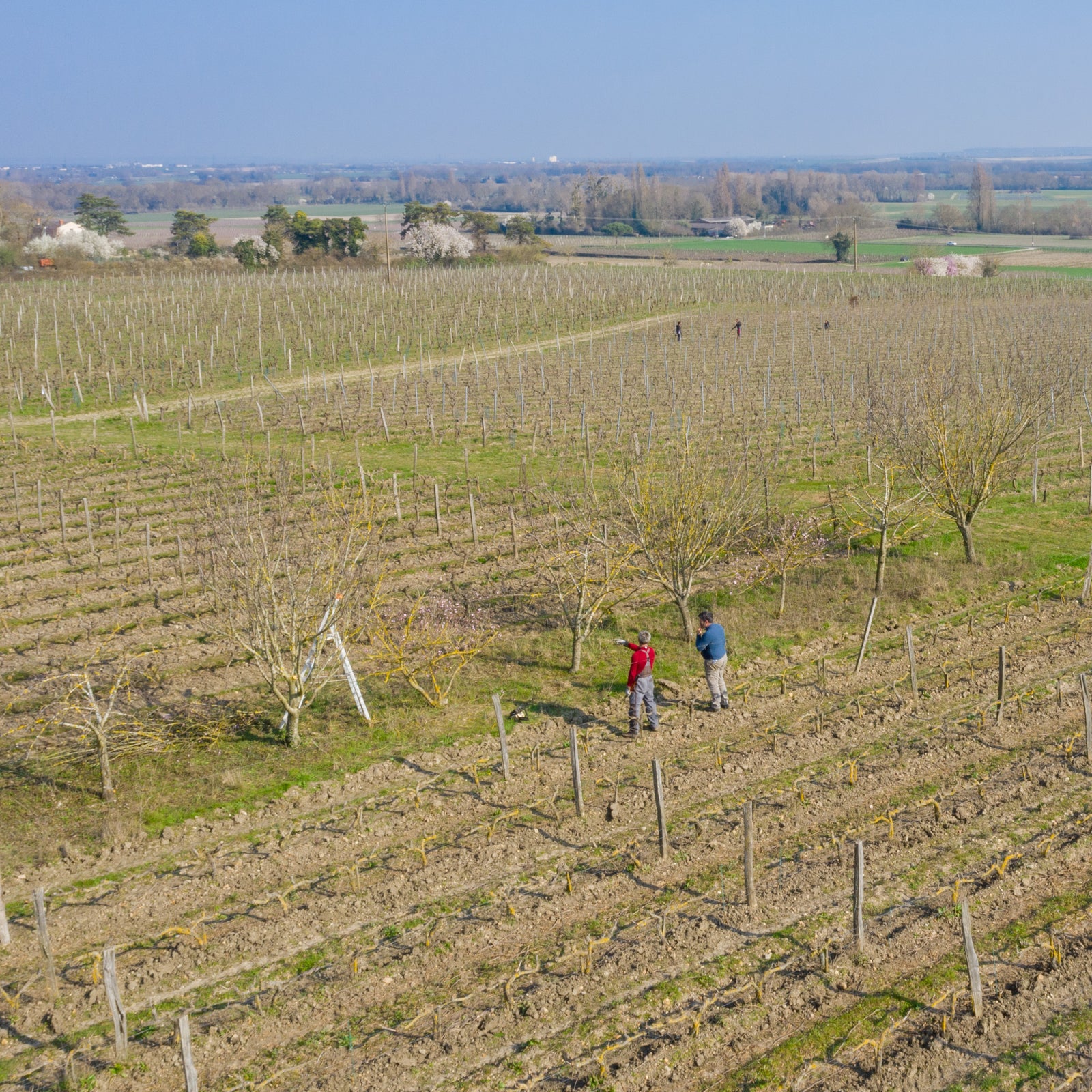 Parcelle Bagatelle (Les Sarandière) — Manoir de la Tête Rouge biodynamie Saumur