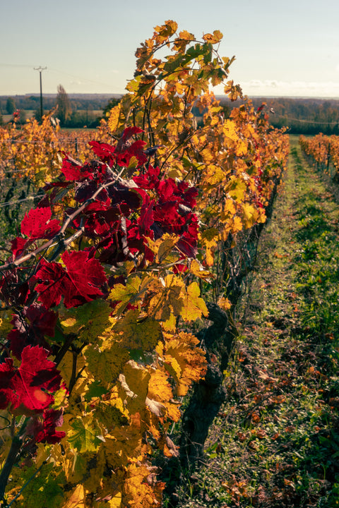 Vignes automne feuilles rouges or coucher soleil saumur — Manoir de la Tête Rouge, vin biodynamie certifié Biodyvin Saumur Loire